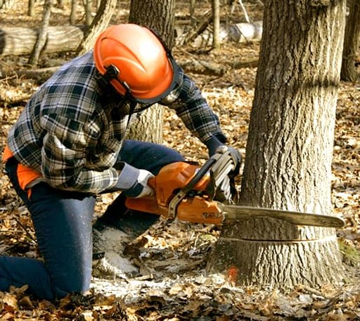 Tree Removal in Trumbauersville, PA